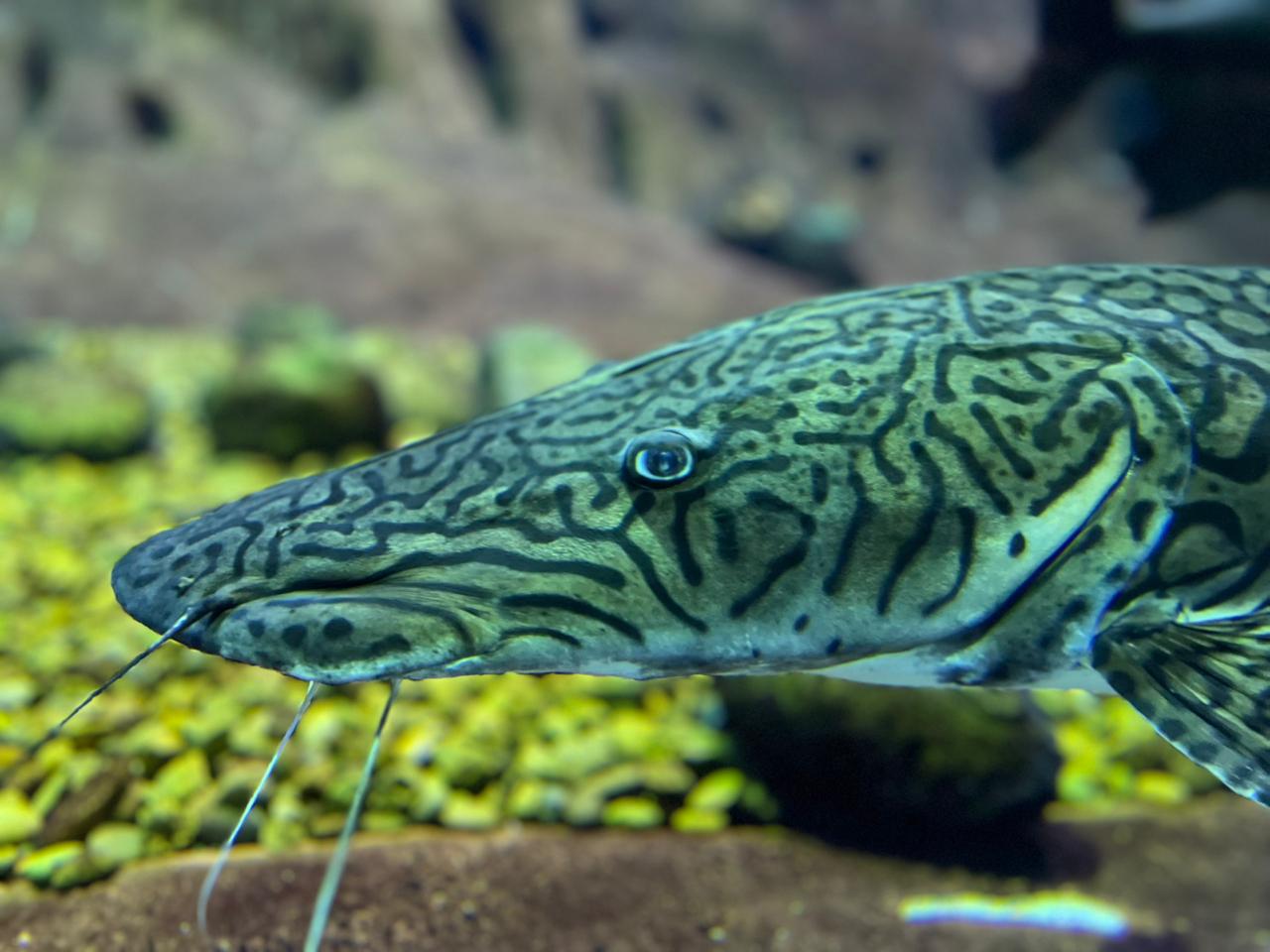 Bioparque Pantanal 2